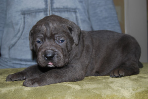 cane corso puppy